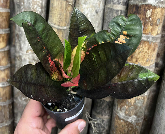Croton &