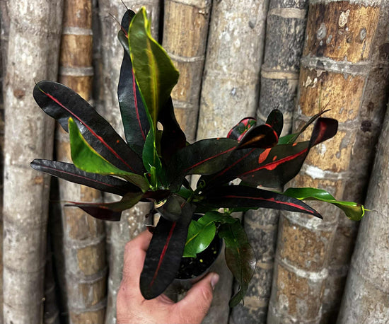 Croton &