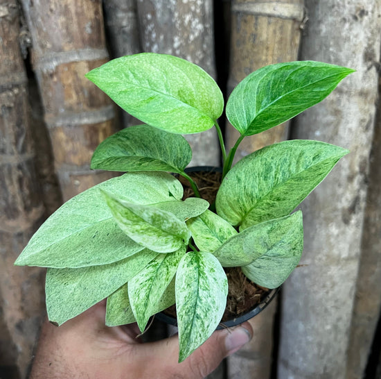Monstera laniata &