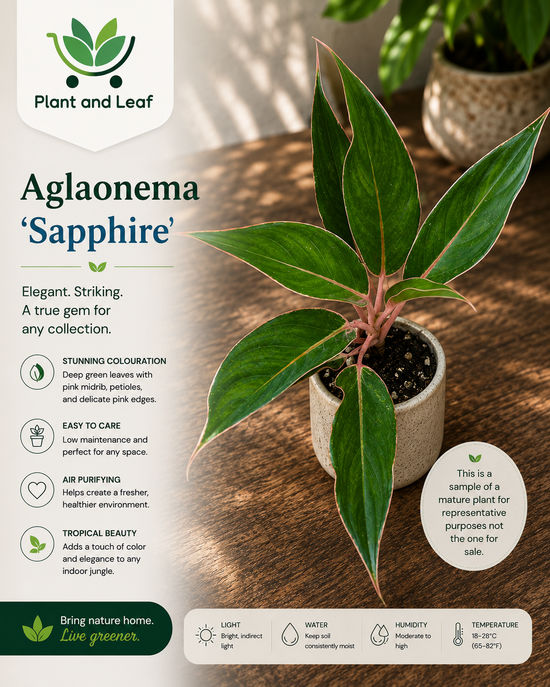 Aglaonema &
