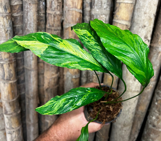 Spathiphyllum &