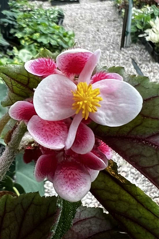 Begonia &
