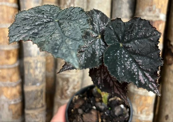 Begonia &