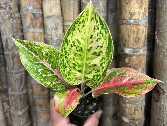 Aglaonema &