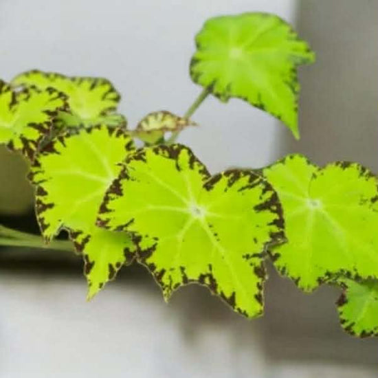 Begonia &