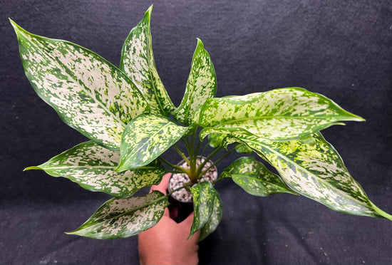 Aglaonema &