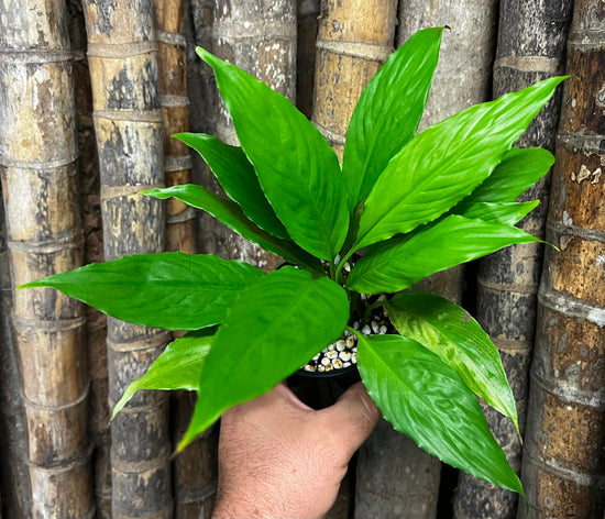 Spathiphyllum &