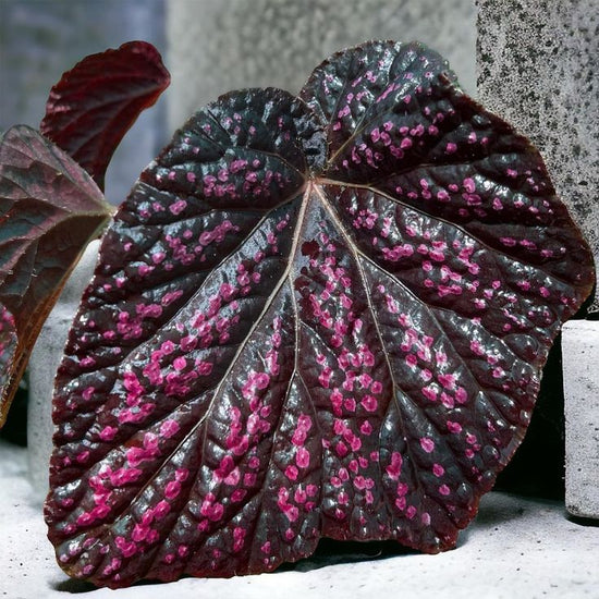 Begonia rex &