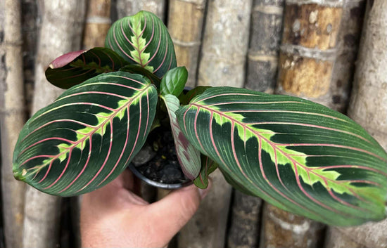 Maranta &