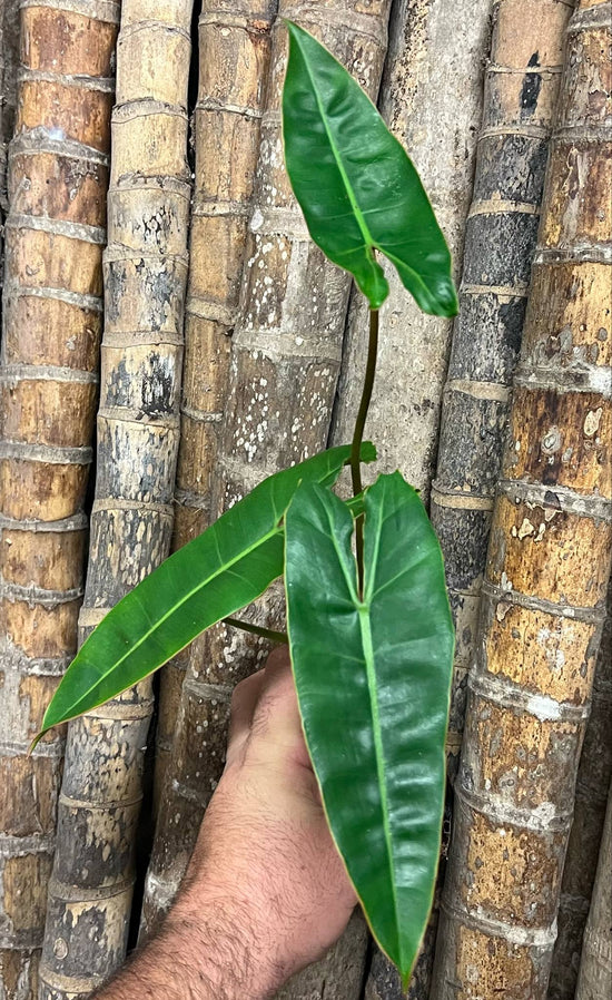 Philodendron &