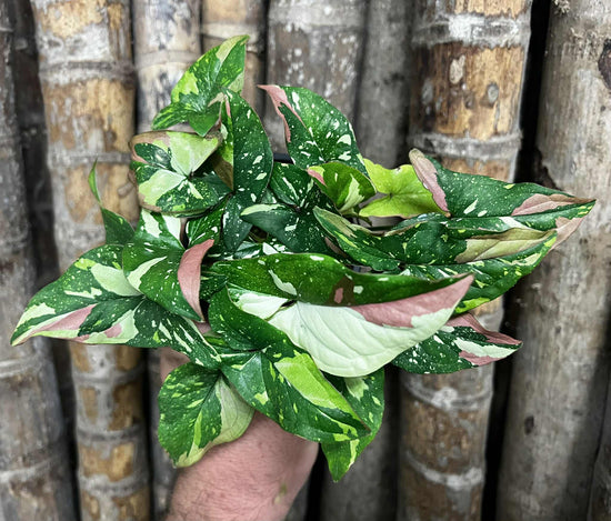 Syngonium &
