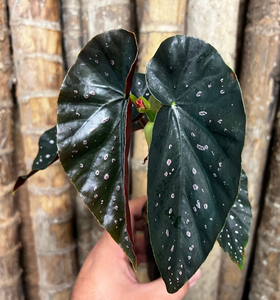 Begonia &