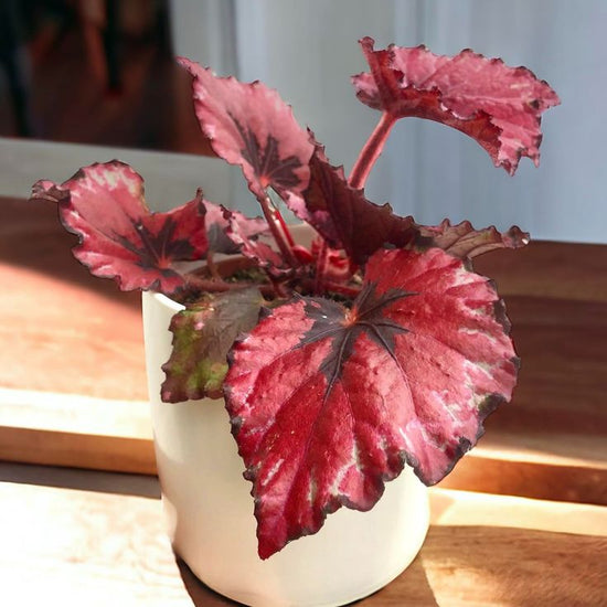 Begonia rex &