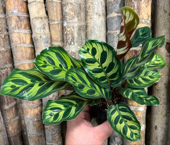 Calathea &