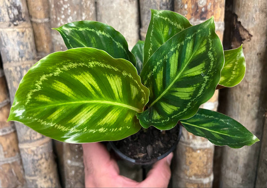 Calathea &