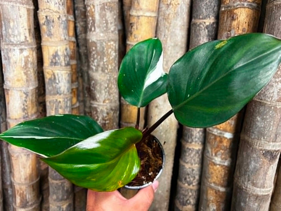Philodendron &