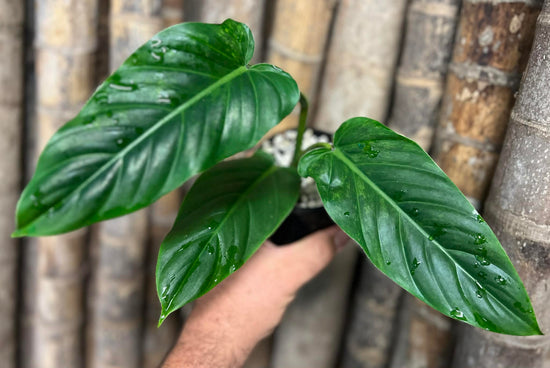 Philodendron &