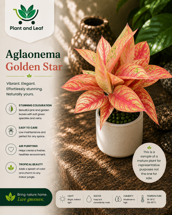 Aglaonema &