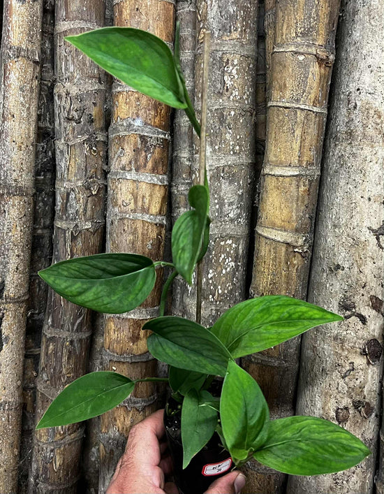 Monstera &