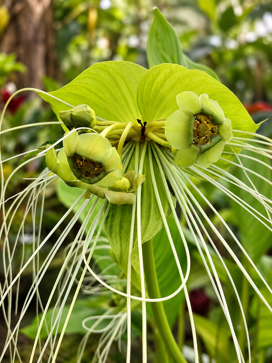 Tacca chantrieri - Bat Plant &