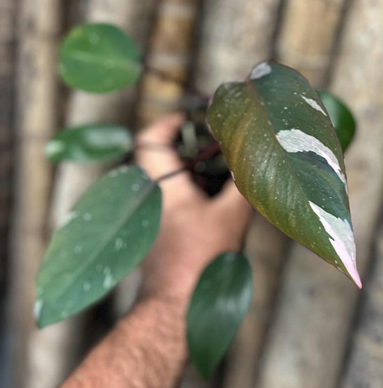 Philodendron &
