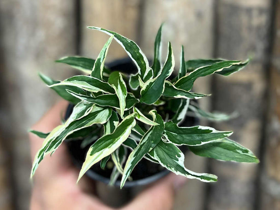 Syngonium &