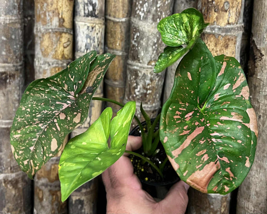 Syngonium &