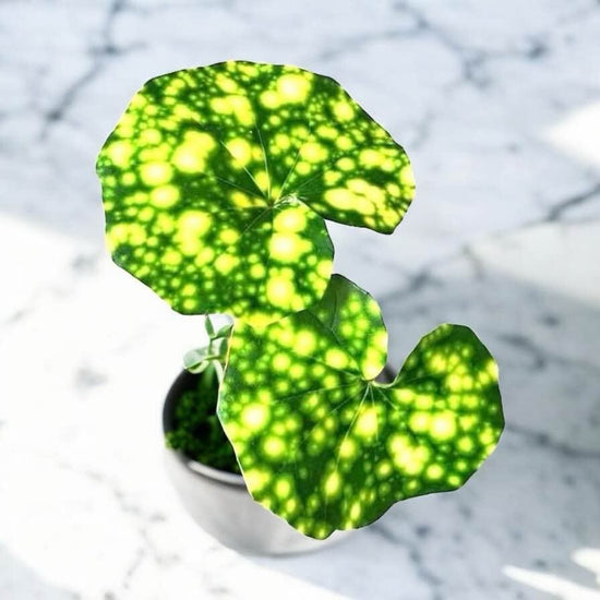Farfugium japonicum &