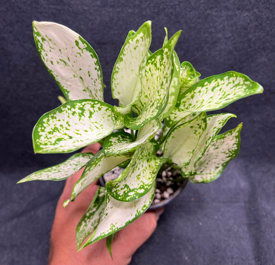 Aglaonema &