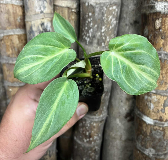 Philodendron &