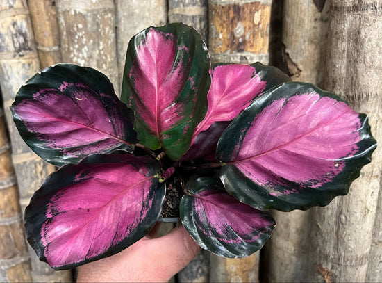 Calathea &