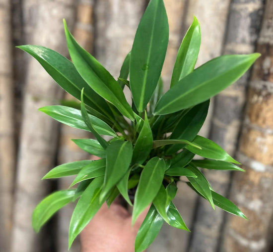 Philodendron &