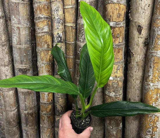 Philodendron &