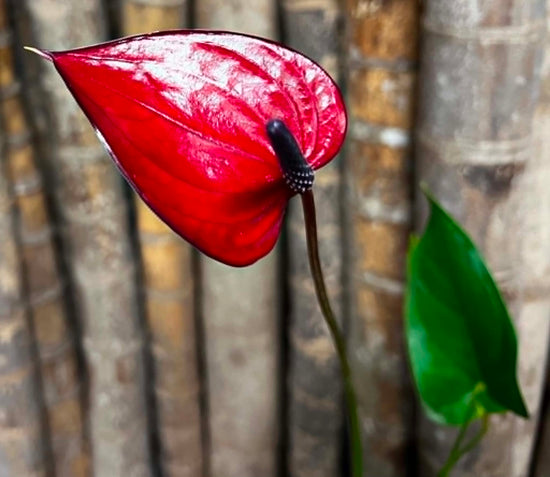 Anthurium &