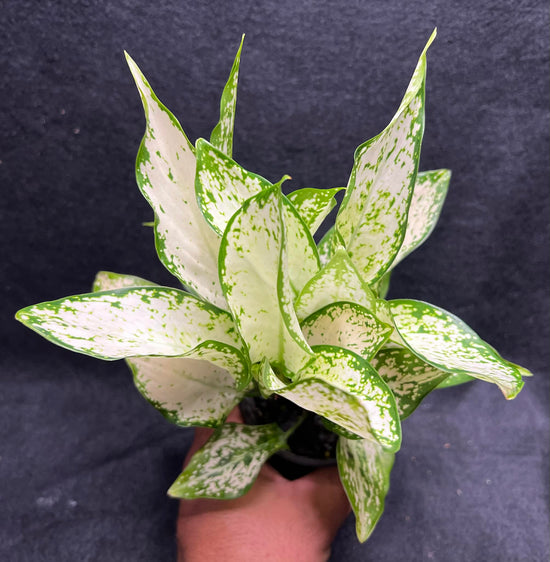Aglaonema &