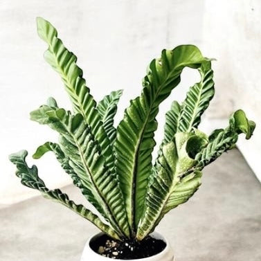 Cobra Fern 75mm Pot