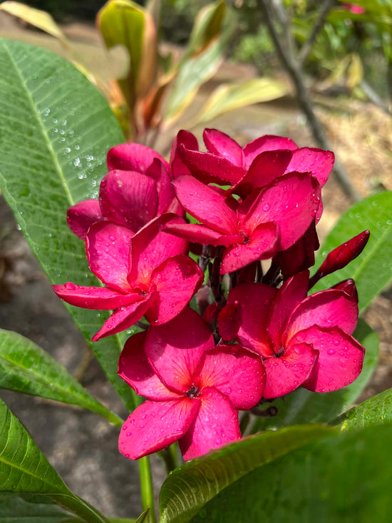 Frangipani &