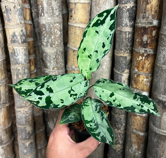 Aglaonema pictum &