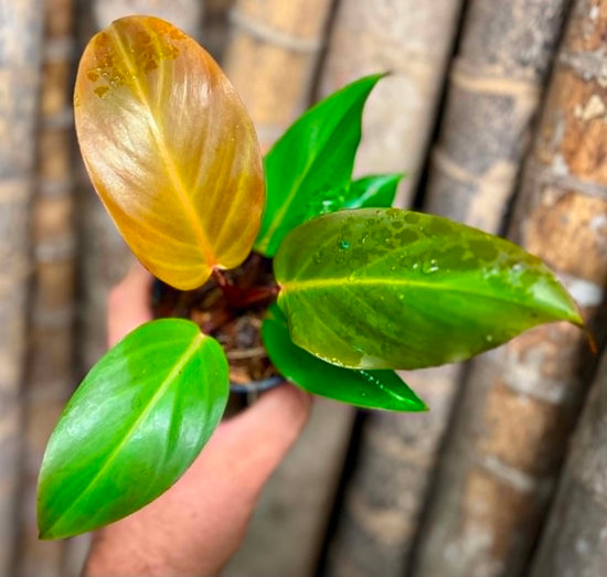 Philodendron &