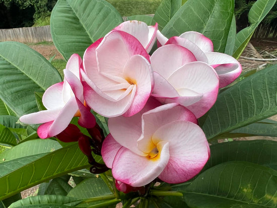 Frangipani &
