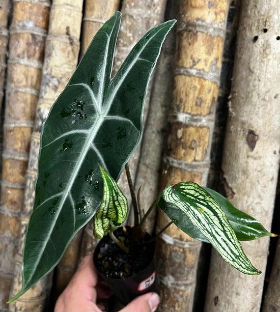 Alocasia &