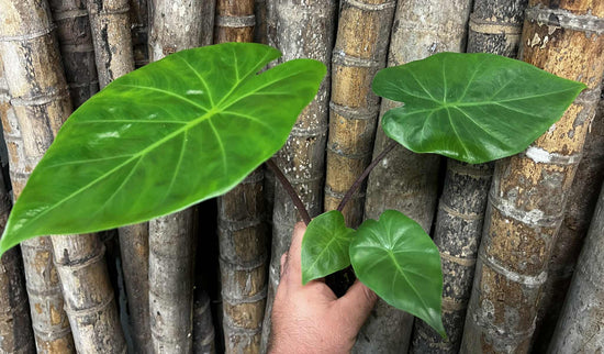 Alocasia &