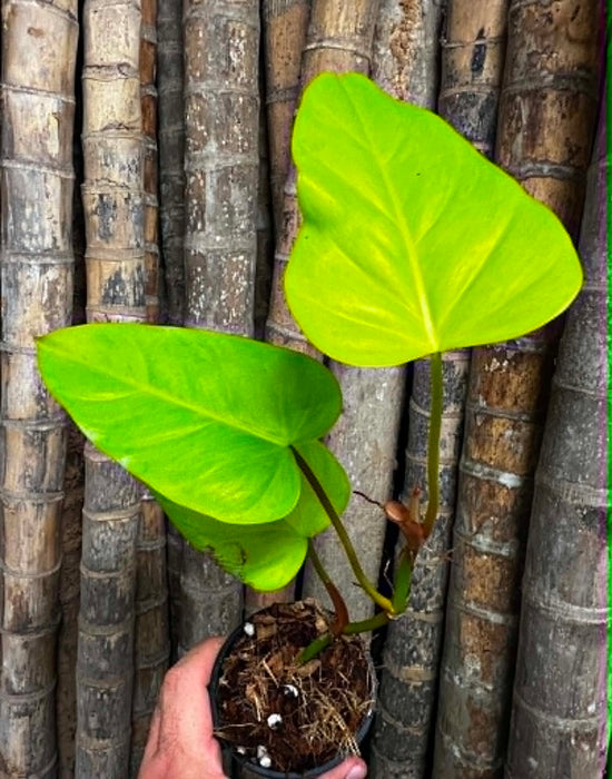 Philodendron &