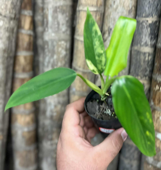 Philodendron domesticum &
