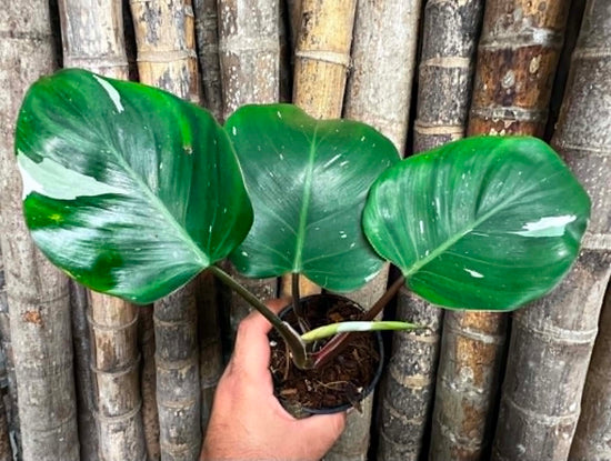 Philodendron &
