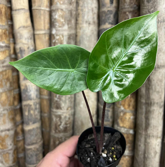 Alocasia &