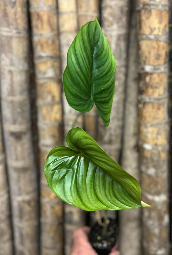Philodendron &