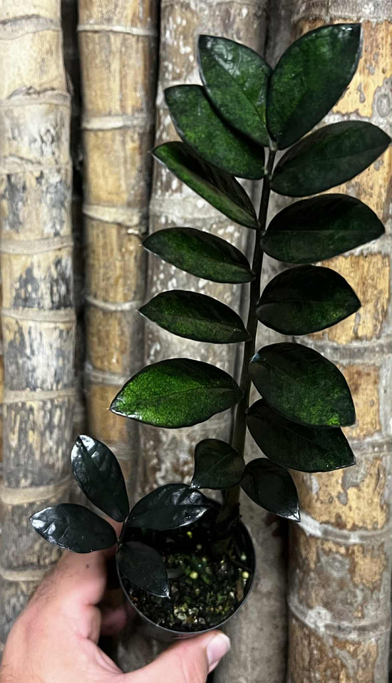 Zanzibar Gem &