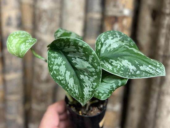 Scindapsus &