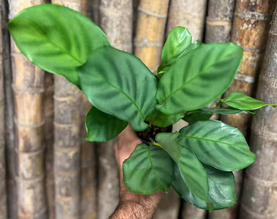 Calathea &